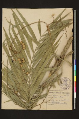 Calamus rotang L.