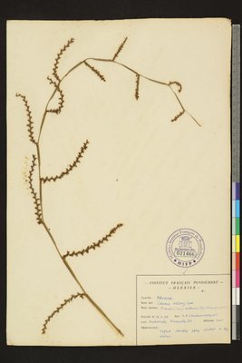 Calamus rotang L.