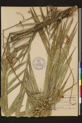 Calamus rotang L.
