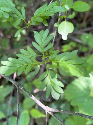 Syringa persica L.: leaf