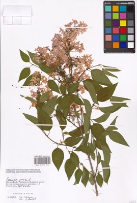 Syringa persica L. (Сирень персидская), MHA Herbarium