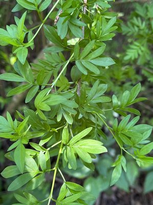 Syringa persica L.: leaf