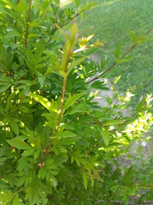Syringa persica L.: leaf