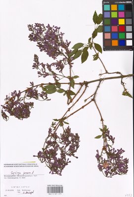 Syringa persica L. (Сирень персидская), MHA Herbarium