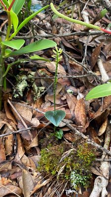 Malaxis maianthemifolia Schltdl. & Cham.: habit