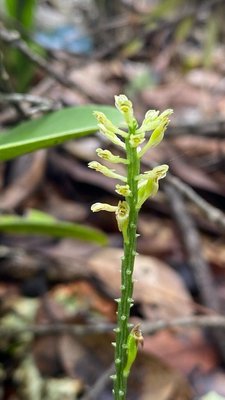 Malaxis maianthemifolia Schltdl. & Cham.: flower