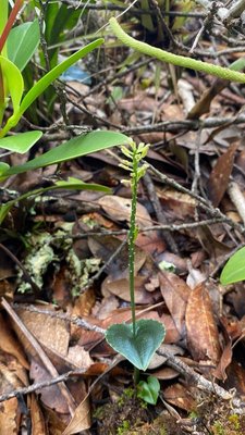 Malaxis maianthemifolia Schltdl. & Cham.: leaf