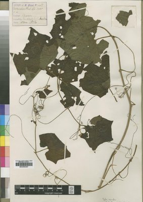BM000902597