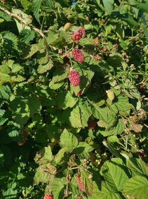 Rubus × loganobaccus L.H.Bailey: fruit