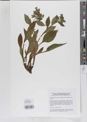 Pulmonaria helvetica Bolliger