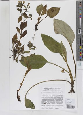 Pulmonaria helvetica Bolliger