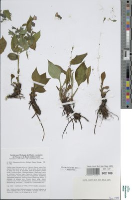Pulmonaria helvetica Bolliger