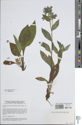 Pulmonaria helvetica Bolliger