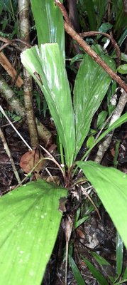 Dypsis brevicaulis (Guillaumet) Beentje & J.Dransf.: leaf