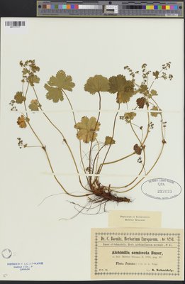 Alchemilla semisecta (QFA0222023) à l'Herbier Louis-Marie (QFA), Université Laval, Québec, Québec, Canada