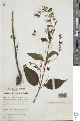 Nepeta govaniana Benth.