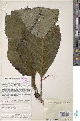 Hymenodictyon pachyantha K.Krause