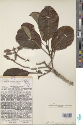 Hymenodictyon pachyantha K.Krause