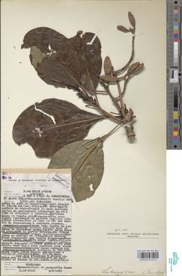 Hymenodictyon pachyantha K.Krause