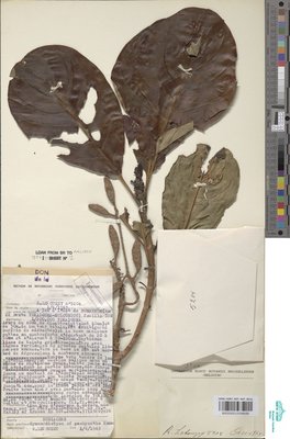 Hymenodictyon pachyantha K.Krause