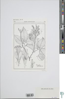 Dicymbe praeruptorum Barneby