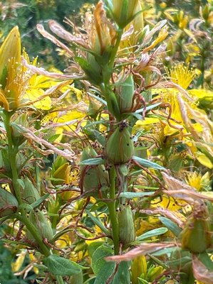 Hypericum × desetangsii Lamotte: fruit