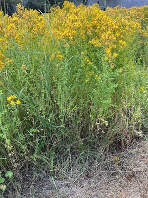 Hypericum × desetangsii Lamotte: habit