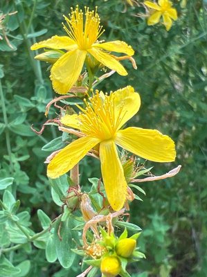 Hypericum × desetangsii Lamotte: flower