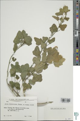 Alcea flavovirens (Boiss. & Buhse) Iljin