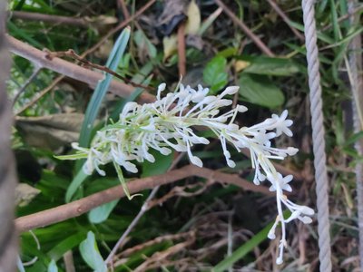 Ophiopogon jaburan (Siebold) Lodd.: flower