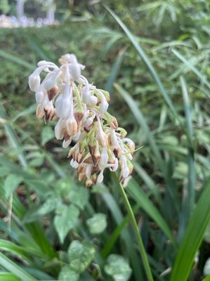 Ophiopogon jaburan (Siebold) Lodd.: flower