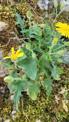Hieracium humile Jacq.: leaf