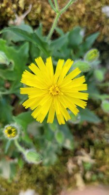Hieracium humile Jacq.: flower