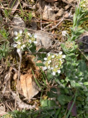 Lepidium hirtum (L.) Sm.: leaf
