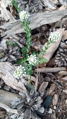 Lepidium hirtum (L.) Sm.: flower