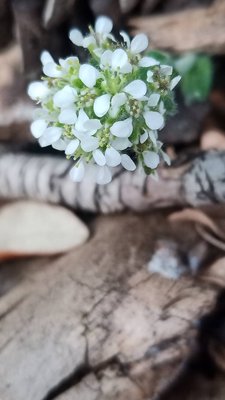 Lepidium hirtum (L.) Sm.: flower