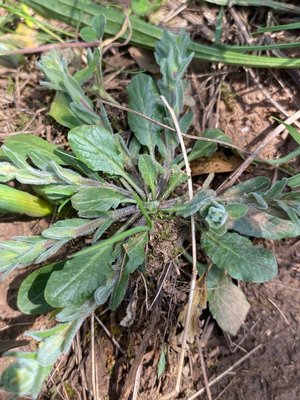 Lepidium hirtum (L.) Sm.: leaf