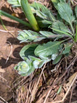 Lepidium hirtum (L.) Sm.: leaf