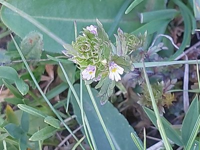 Euphrasia hirtella Jord. ex Reut.: flower