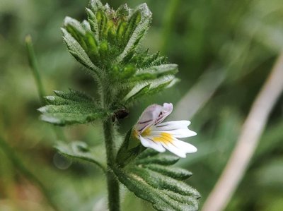 Euphrasia hirtella Jord. ex Reut.: flower