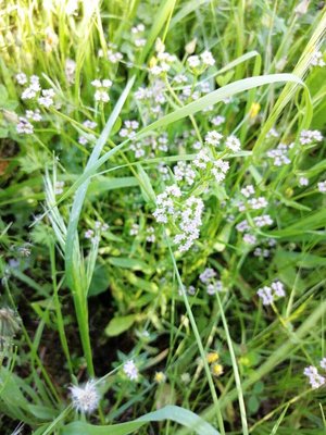 Valeriana eriocarpa (Desv.) Christenh. & Byng: flower