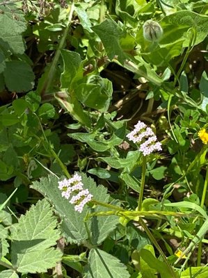 Valeriana eriocarpa (Desv.) Christenh. & Byng: flower