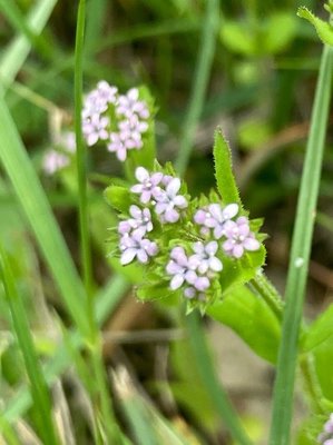 Valeriana eriocarpa (Desv.) Christenh. & Byng: flower