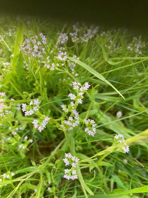 Valeriana eriocarpa (Desv.) Christenh. & Byng: flower
