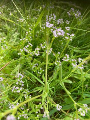 Valeriana eriocarpa (Desv.) Christenh. & Byng: leaf