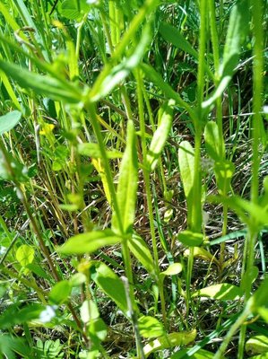 Valeriana eriocarpa (Desv.) Christenh. & Byng: leaf