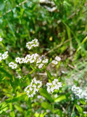 Valeriana eriocarpa (Desv.) Christenh. & Byng: flower