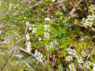 Valeriana eriocarpa (Desv.) Christenh. & Byng: flower