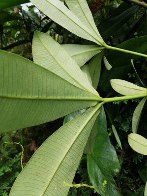 Alstonia congensis Engl.: leaf