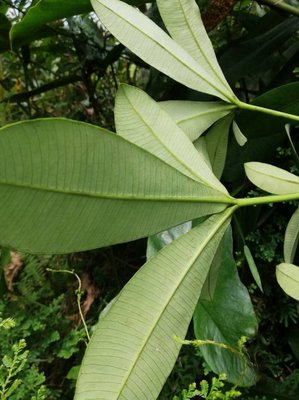 Alstonia congensis Engl.: leaf